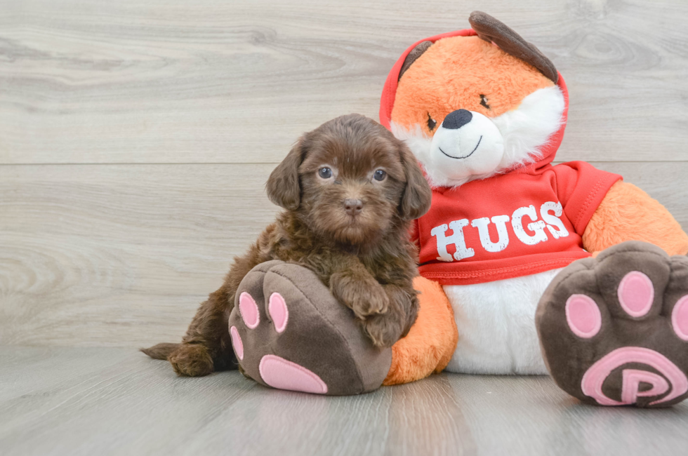 6 week old Shih Poo Puppy For Sale - Puppy Love PR