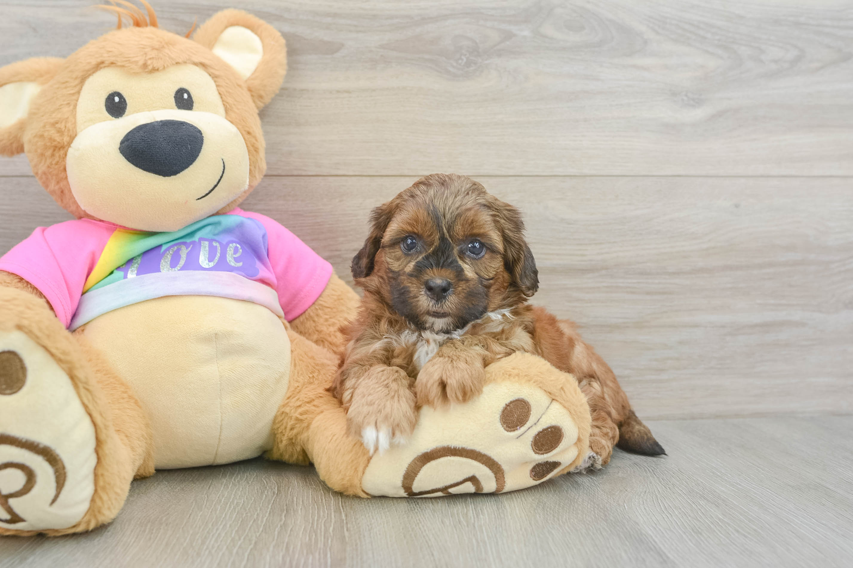 Shih Poo Puppy for Adoption
