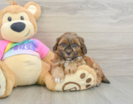 8 week old Shih Poo Puppy For Sale - Puppy Love PR