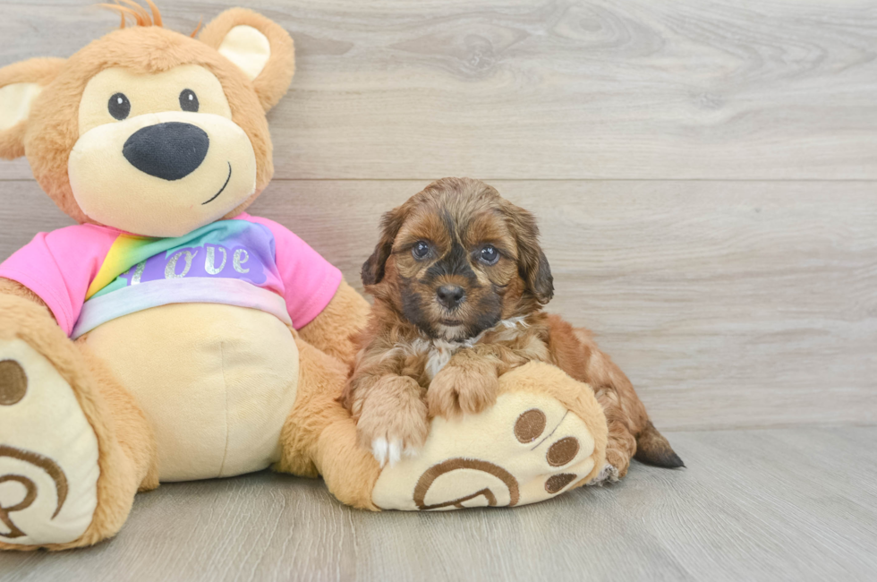 5 week old Shih Poo Puppy For Sale - Puppy Love PR