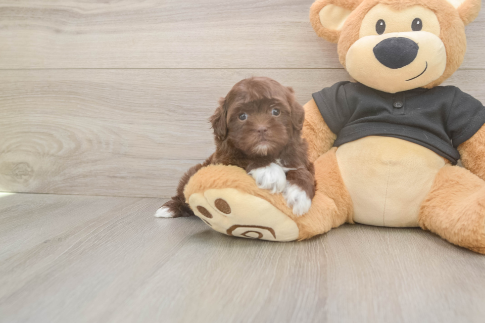 Meet Keene - our Shih Poo Puppy Photo  2/3 - Puppy Love PR Funny Shih Poo Poodle Mix Pup