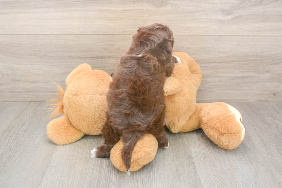 Meet Keene - our Shih Poo Puppy Photo  3/3 - Puppy Love PR Hypoallergenic Shih Poo Poodle Mix Puppy