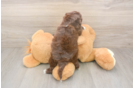 Meet Keene - our Shih Poo Puppy Photo  3/3 - Puppy Love PR Hypoallergenic Shih Poo Poodle Mix Puppy