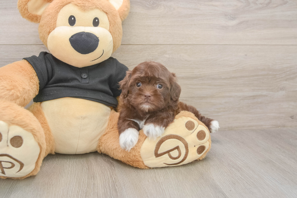 Meet Keene - our Shih Poo Puppy Photo  1/3 - Puppy Love PR Petite Shih Poo Poodle Mix Pup