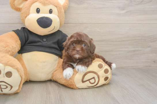 5 week old Shih Poo Puppy For Sale - Puppy Love PR Petite Shih Poo Poodle Mix Pup