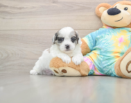 7 week old Shih Poo Puppy For Sale - Puppy Love PR