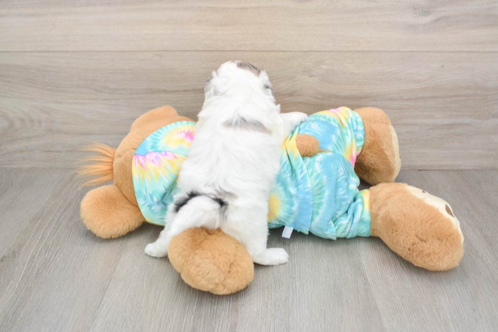 Shih Poo Puppy for Adoption