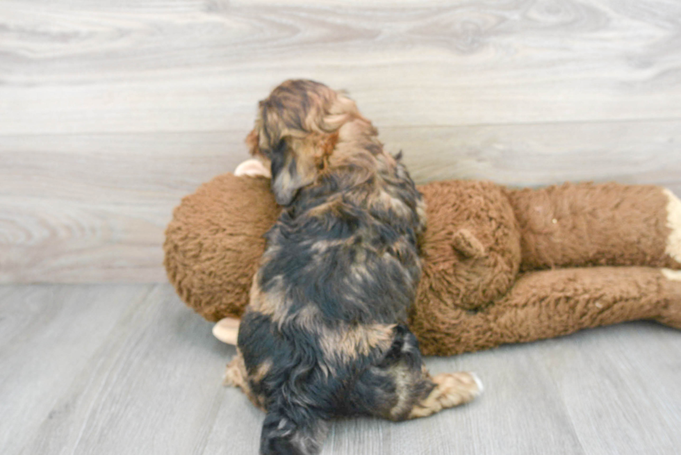 Small Shih Poo Baby