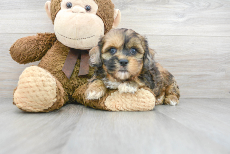 Shih Poo Puppy for Adoption