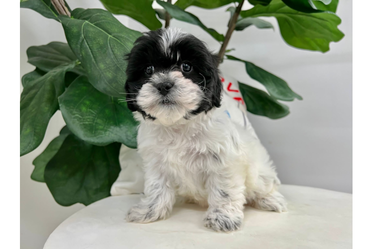 Shih Poo Pup Being Cute