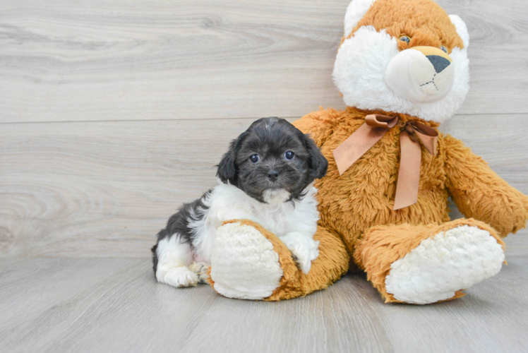 Adorable Shih Poo Poodle Mix Puppy