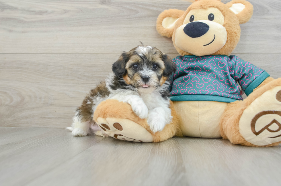 6 week old Shih Poo Puppy For Sale - Puppy Love PR