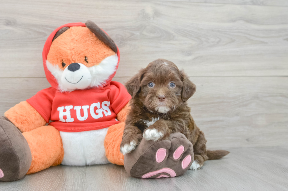 6 week old Shih Poo Puppy For Sale - Puppy Love PR