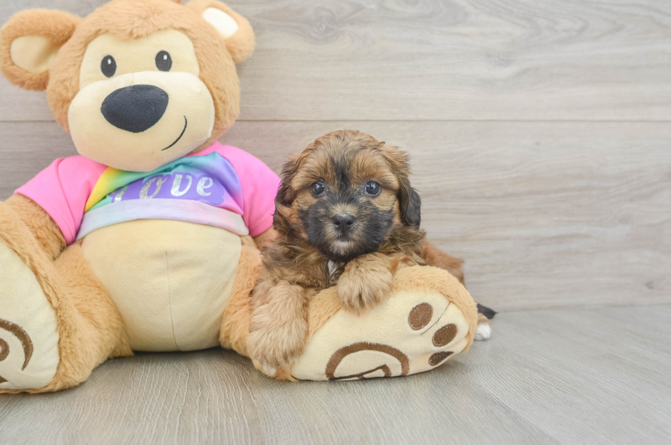5 week old Shih Poo Puppy For Sale - Puppy Love PR