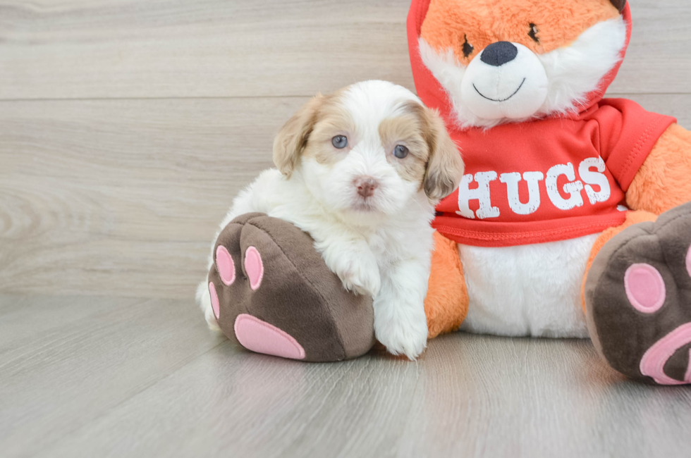 6 week old Shih Poo Puppy For Sale - Puppy Love PR