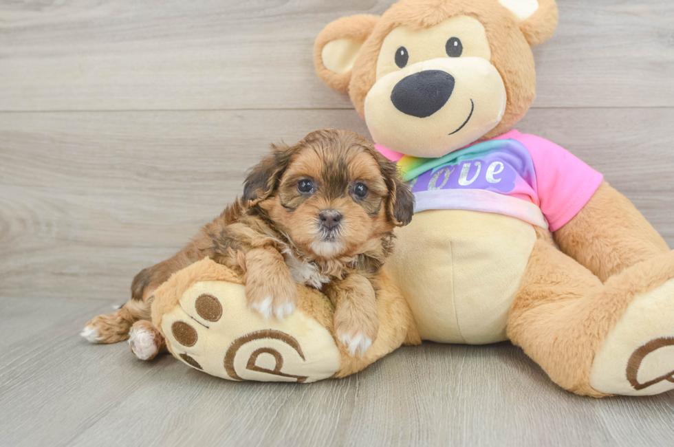 5 week old Shih Poo Puppy For Sale - Puppy Love PR