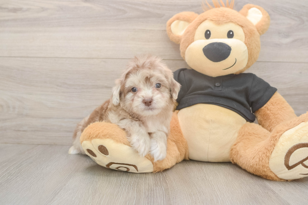 Meet Kennedy - our Shih Poo Puppy Photo  2/3 - Puppy Love PR Best Shih Poo Baby