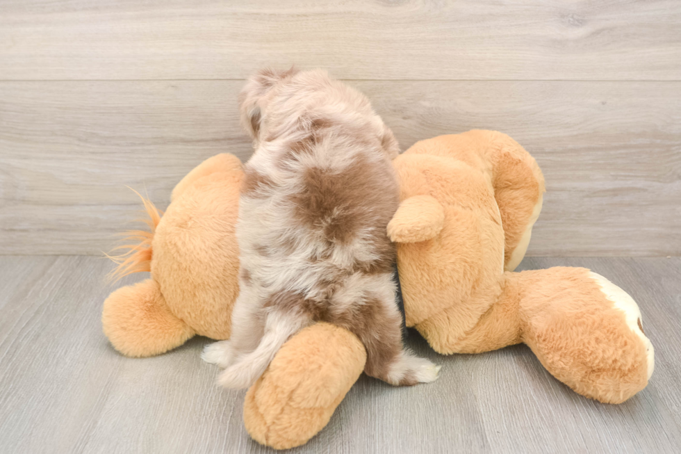 Meet Kennedy - our Shih Poo Puppy Photo  3/3 - Puppy Love PR Shih Poo Pup Being Cute