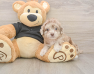 7 week old Shih Poo Puppy For Sale - Puppy Love PR