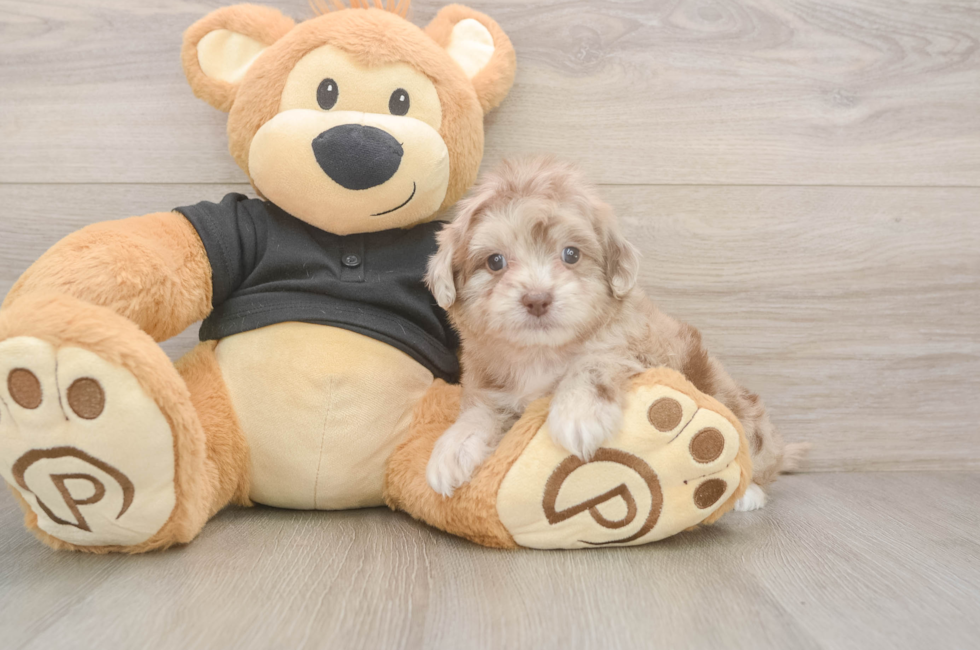 5 week old Shih Poo Puppy For Sale - Puppy Love PR