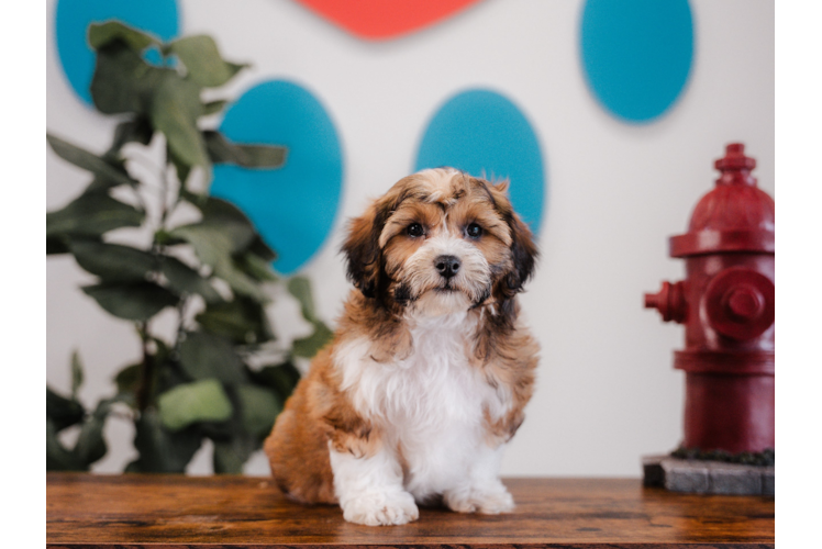 Cute Shih Poo Poodle Mix Pup