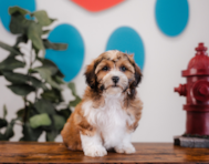 11 week old Shih Poo Puppy For Sale - Puppy Love PR