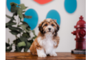 Cute Shih Poo Poodle Mix Pup