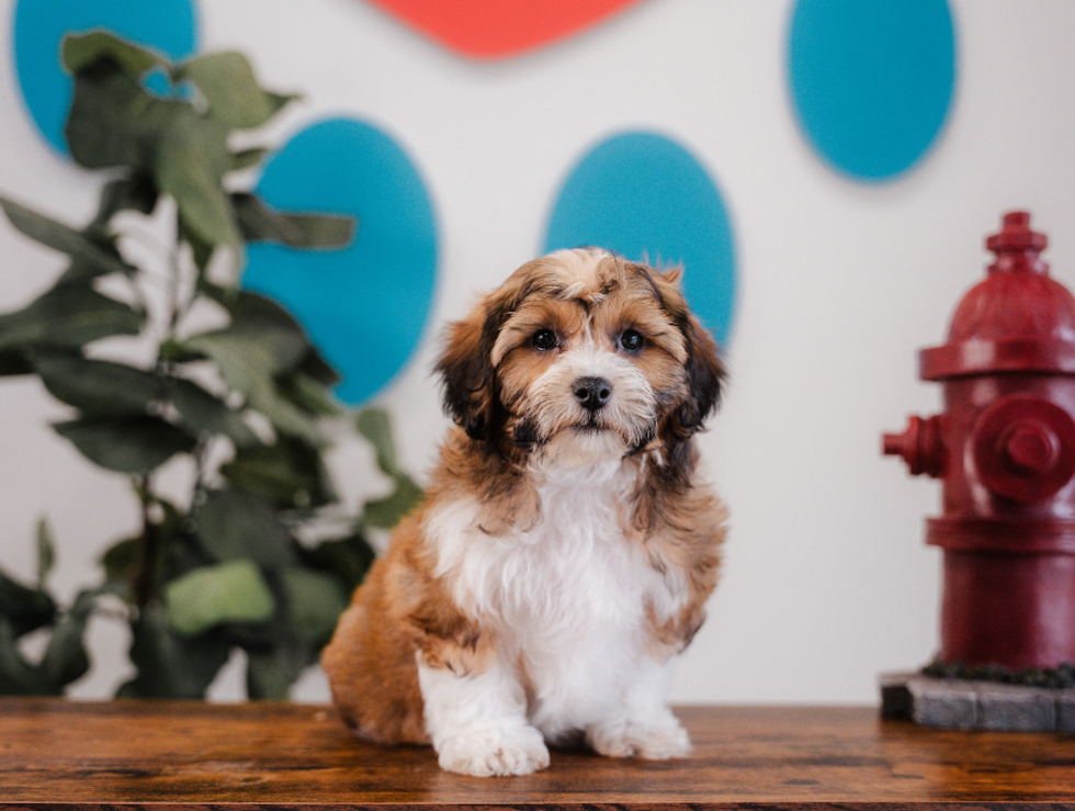 Cute Shih Poo Poodle Mix Pup