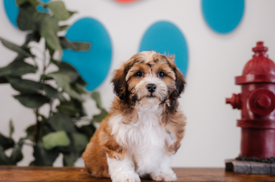 Cute Shih Poo Poodle Mix Pup