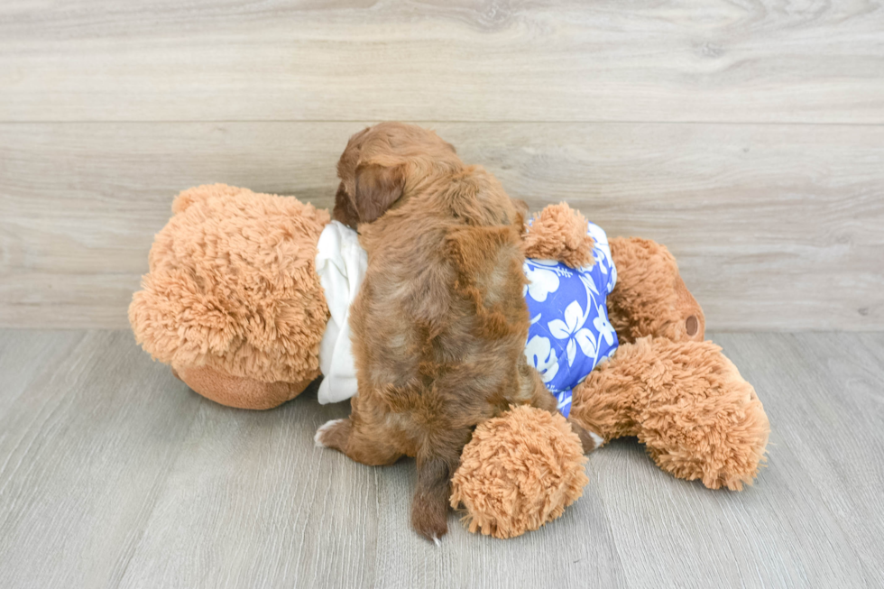 Shih Poo Pup Being Cute