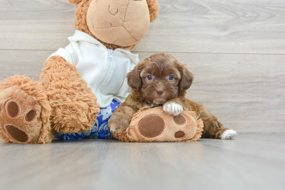 Shih Poo Pup Being Cute