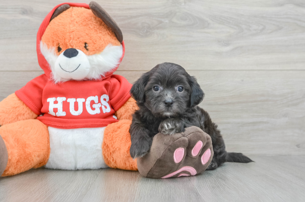 6 week old Shih Poo Puppy For Sale - Puppy Love PR