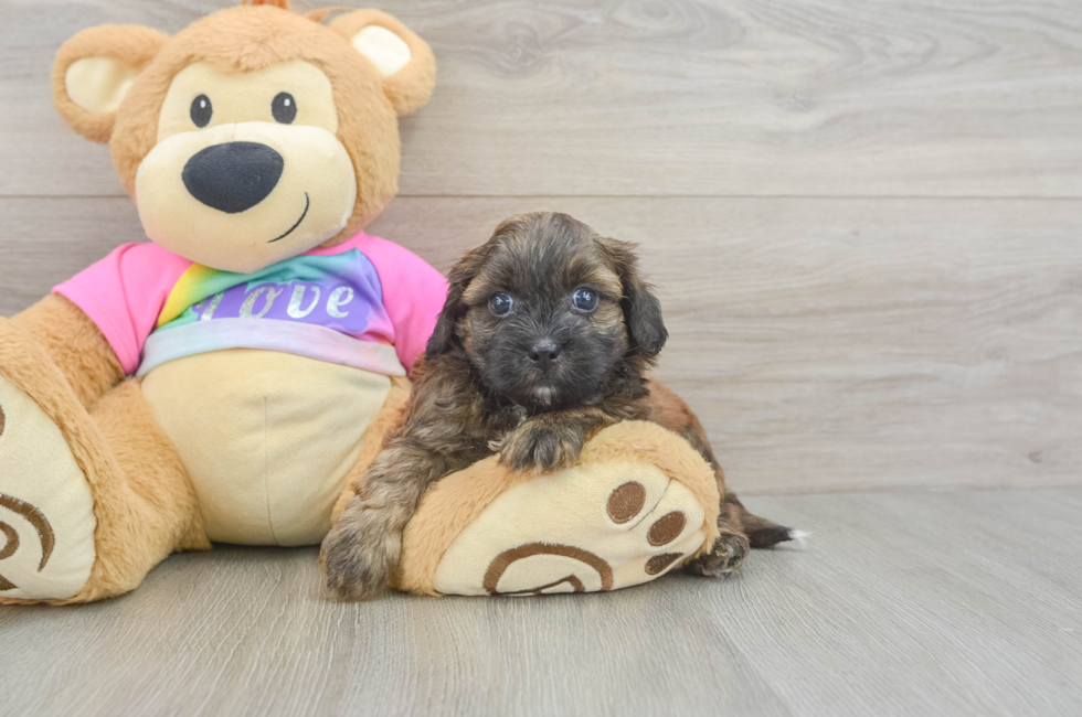 5 week old Shih Poo Puppy For Sale - Puppy Love PR