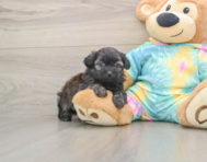 7 week old Shih Poo Puppy For Sale - Puppy Love PR
