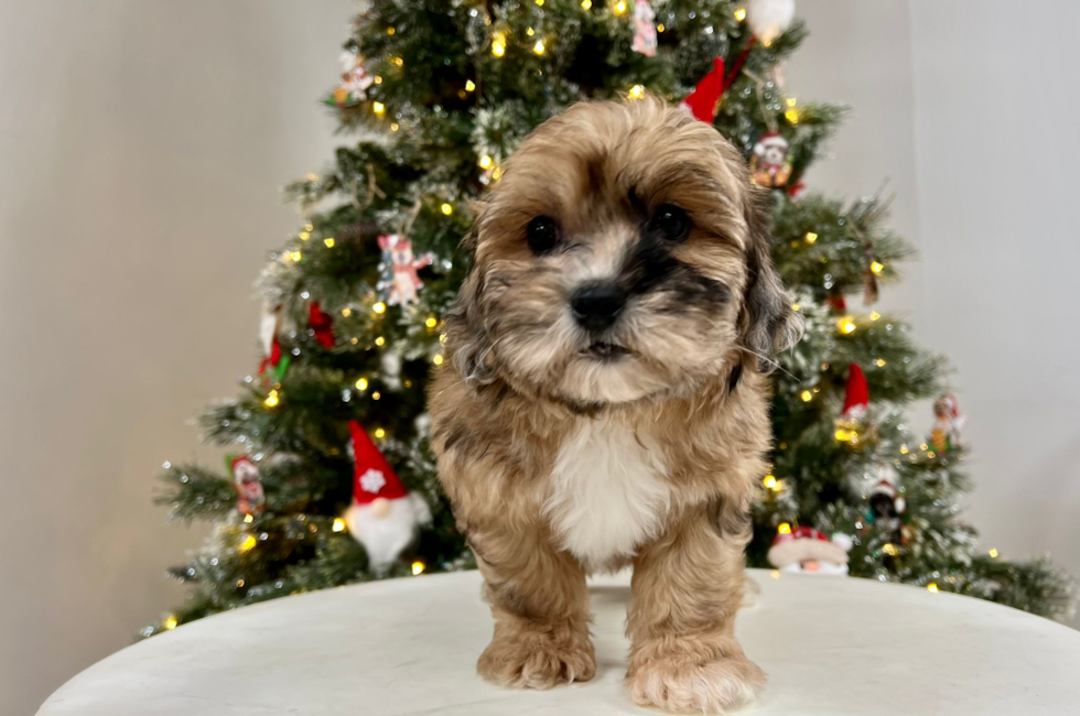 11 week old Shih Poo Puppy For Sale - Puppy Love PR