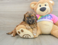 9 week old Shih Poo Puppy For Sale - Puppy Love PR