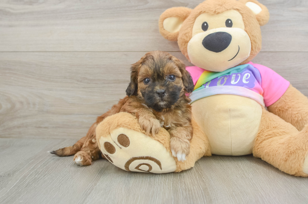 5 week old Shih Poo Puppy For Sale - Puppy Love PR