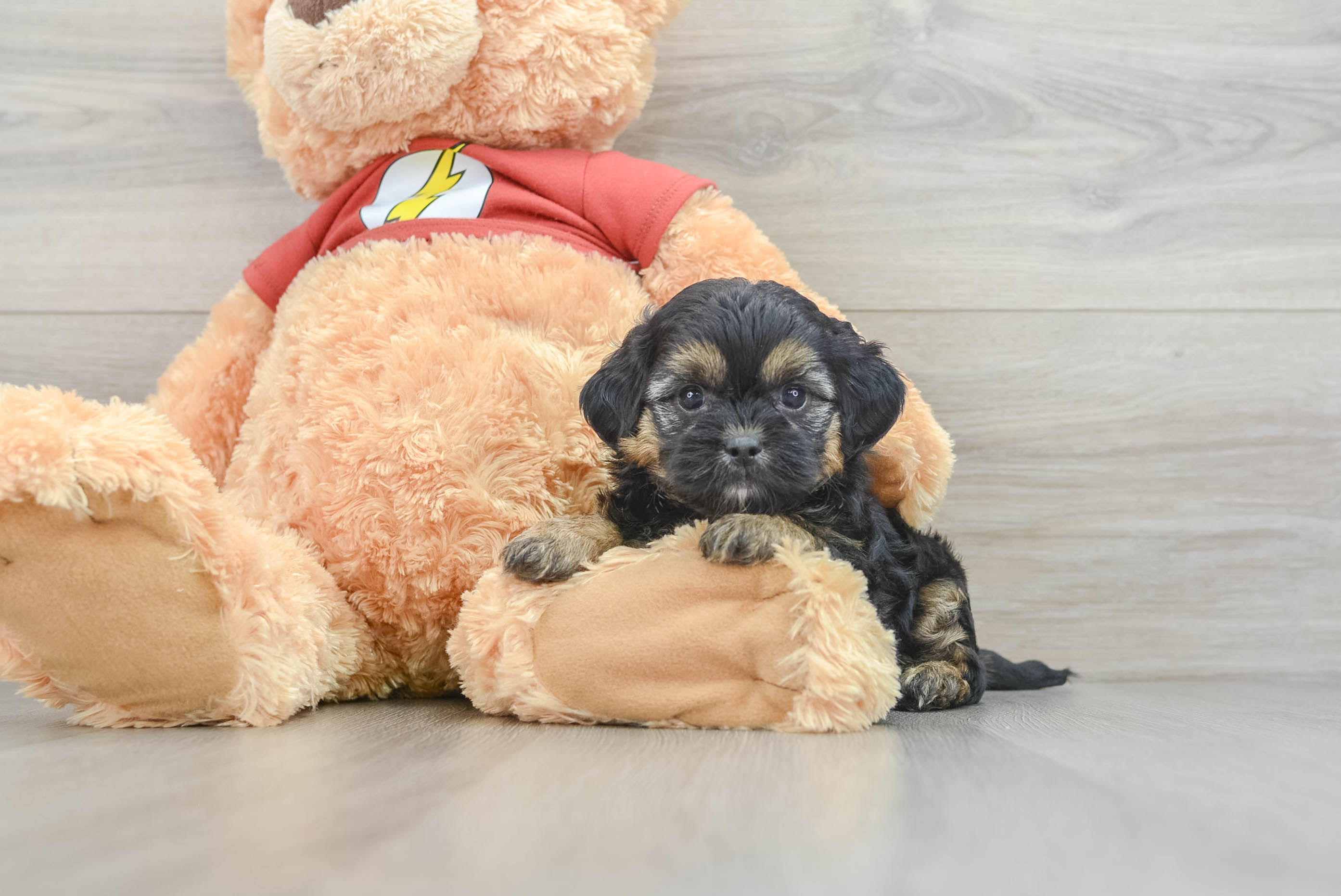 Energetic Shih Poo Poodle Mix Puppy
