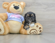 6 week old Shih Poo Puppy For Sale - Puppy Love PR