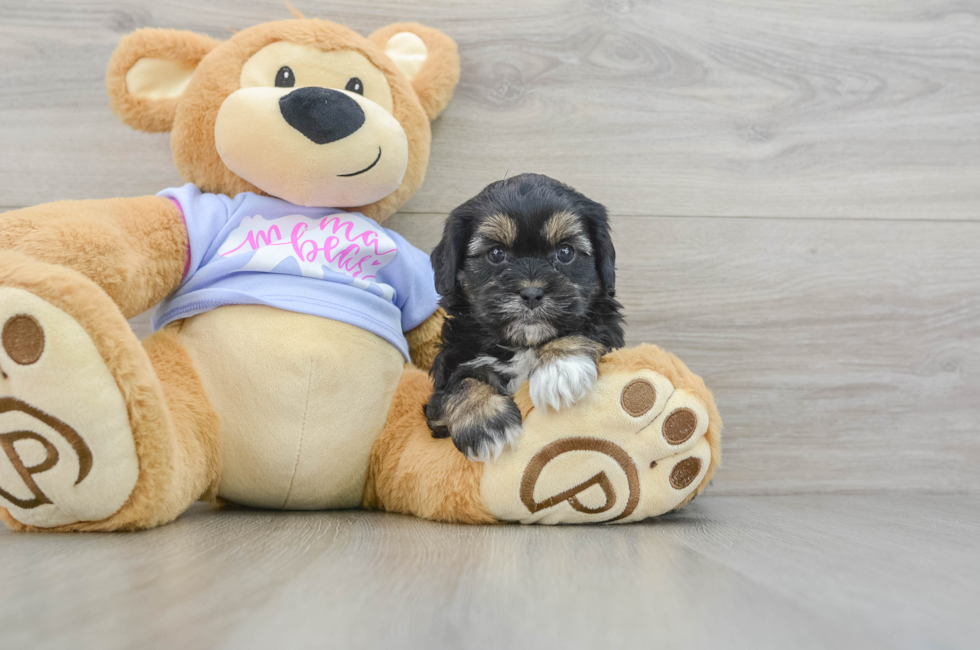 6 week old Shih Poo Puppy For Sale - Puppy Love PR