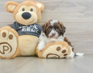 8 week old Shih Poo Puppy For Sale - Puppy Love PR