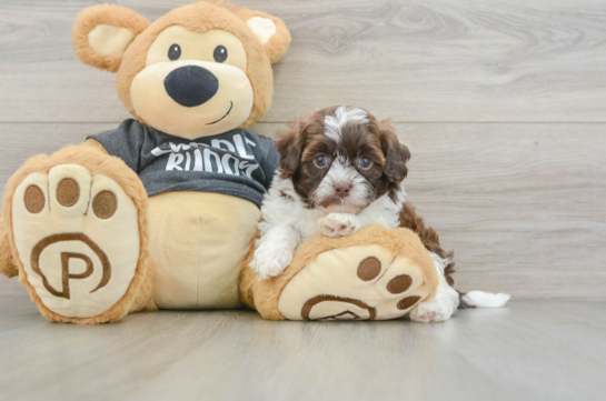 Cute Shih Poo Baby