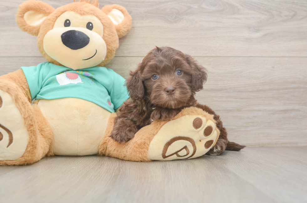 5 week old Shih Poo Puppy For Sale - Puppy Love PR