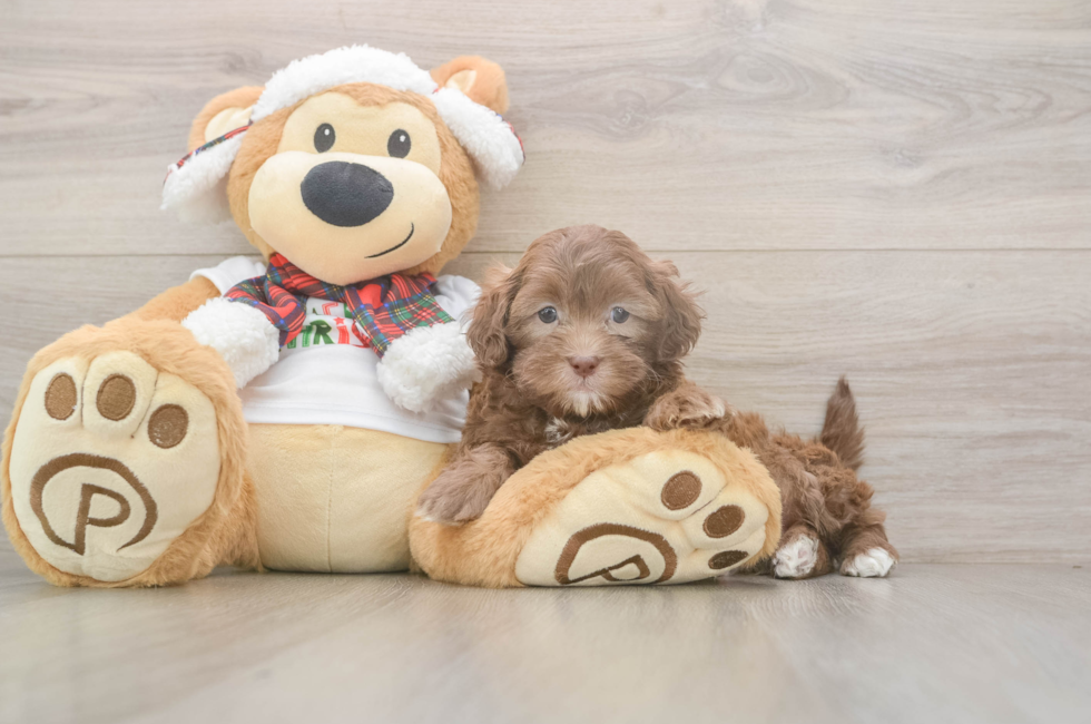 5 week old Shih Poo Puppy For Sale - Puppy Love PR