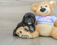 6 week old Shih Poo Puppy For Sale - Puppy Love PR