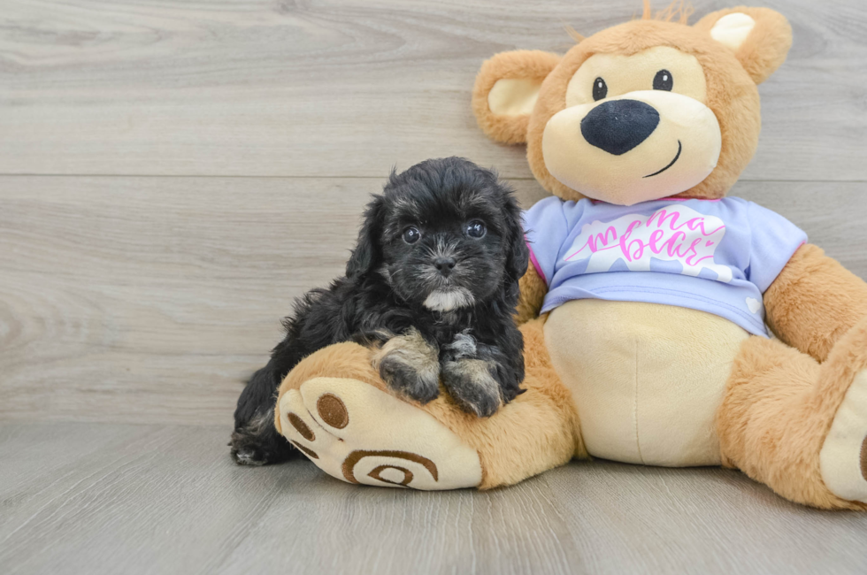 6 week old Shih Poo Puppy For Sale - Puppy Love PR