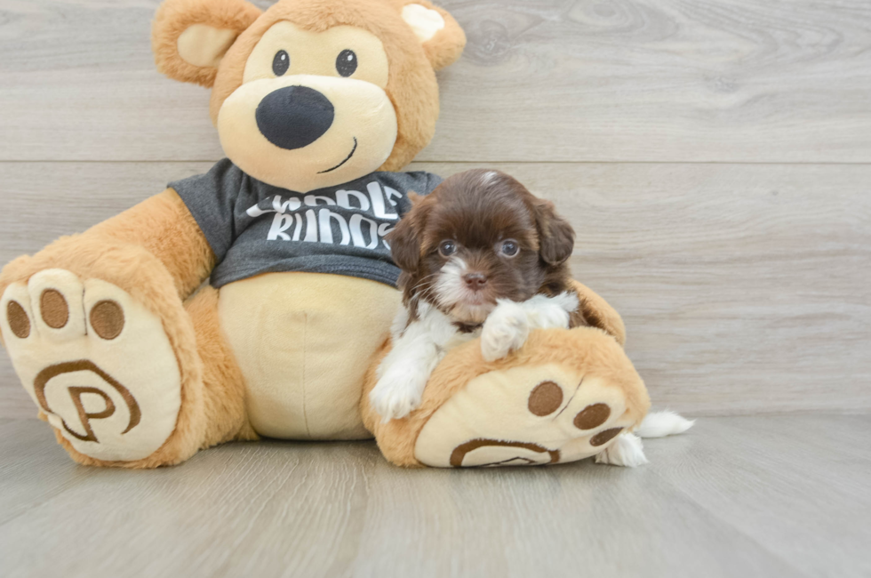 5 week old Shih Poo Puppy For Sale - Puppy Love PR