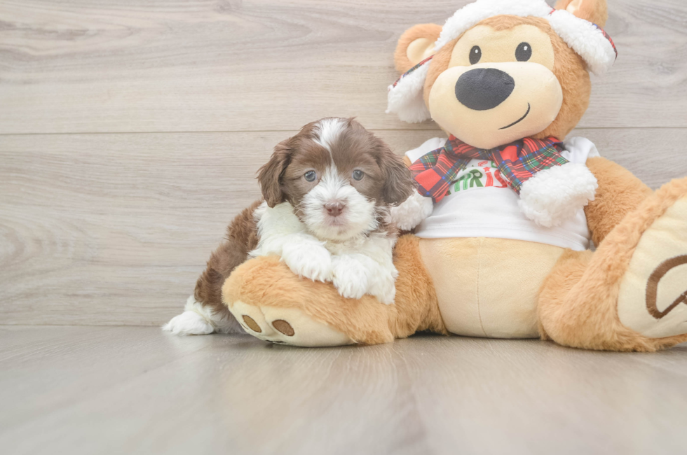 5 week old Shih Poo Puppy For Sale - Puppy Love PR
