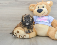 6 week old Shih Poo Puppy For Sale - Puppy Love PR