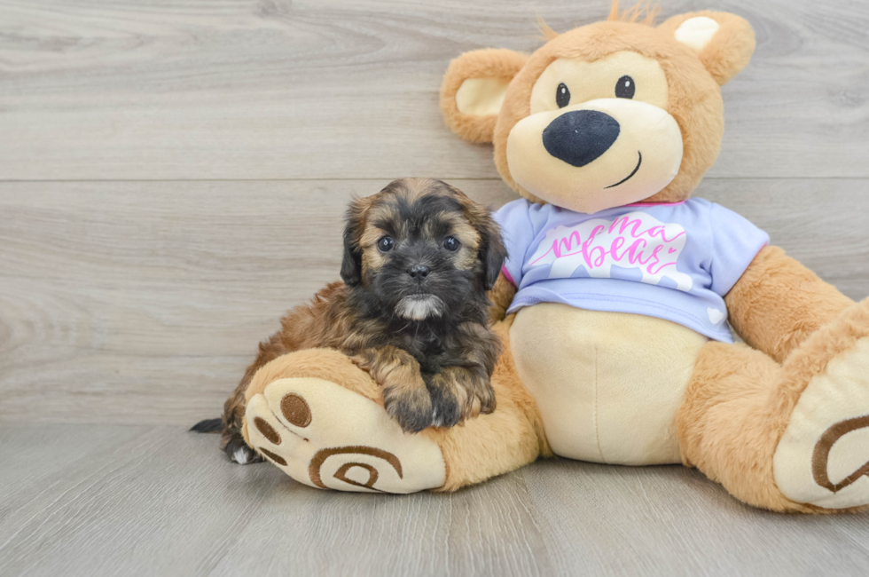 6 week old Shih Poo Puppy For Sale - Puppy Love PR